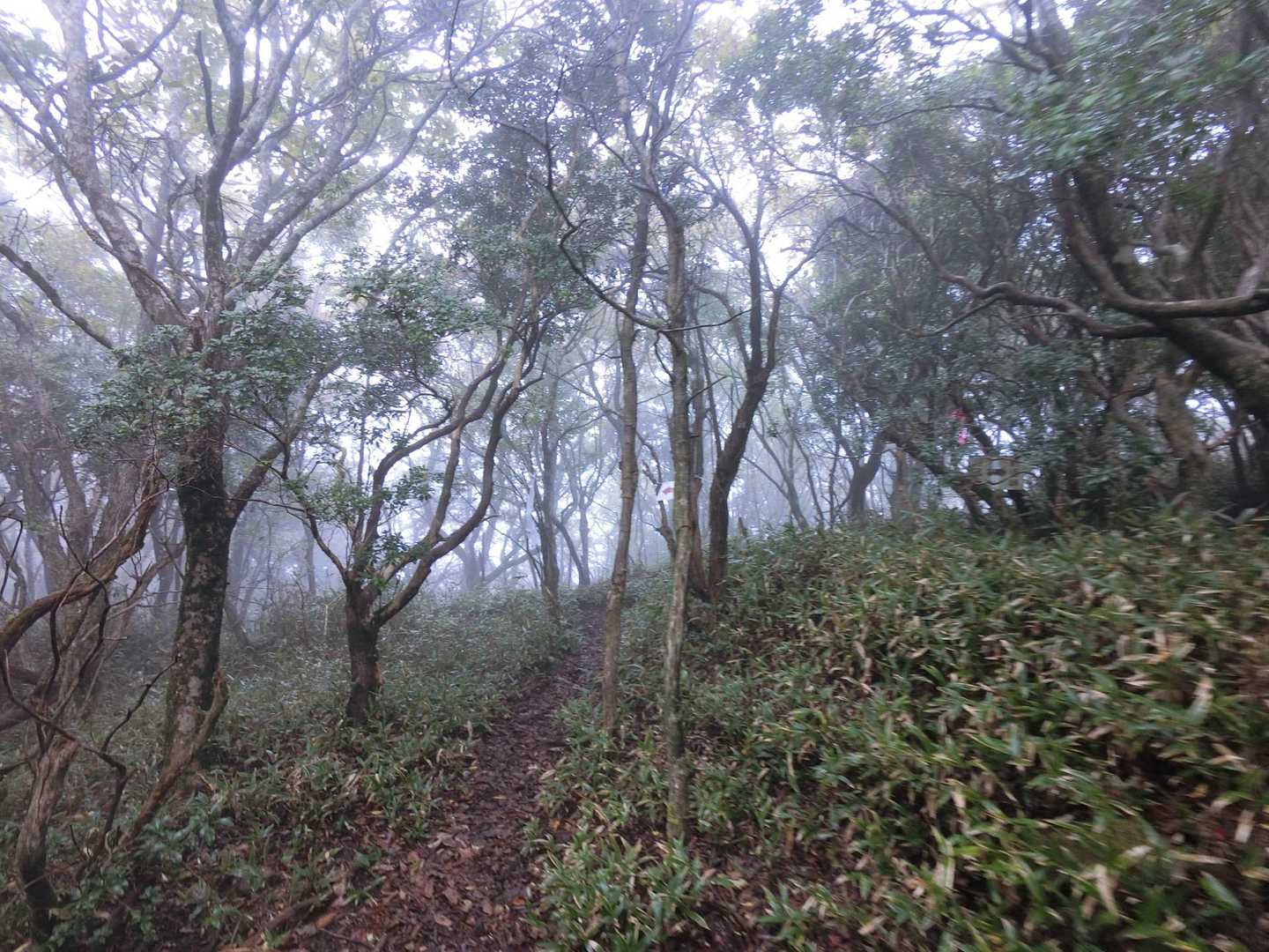 南外輪山ルートに合流