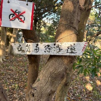 衣笠自然歩道を歩きます