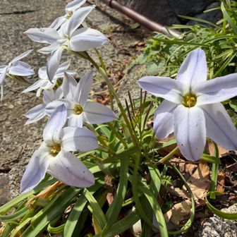 お宅の庭先にハナニラ群生
