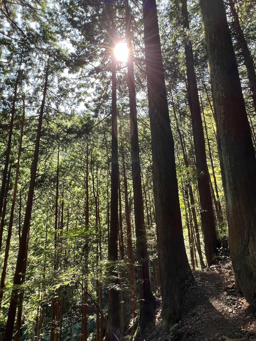 清東橋バス停-棒ノ嶺-権次入峠-白谷沢登山口-龍泉寺登山口 縦走コースの写真