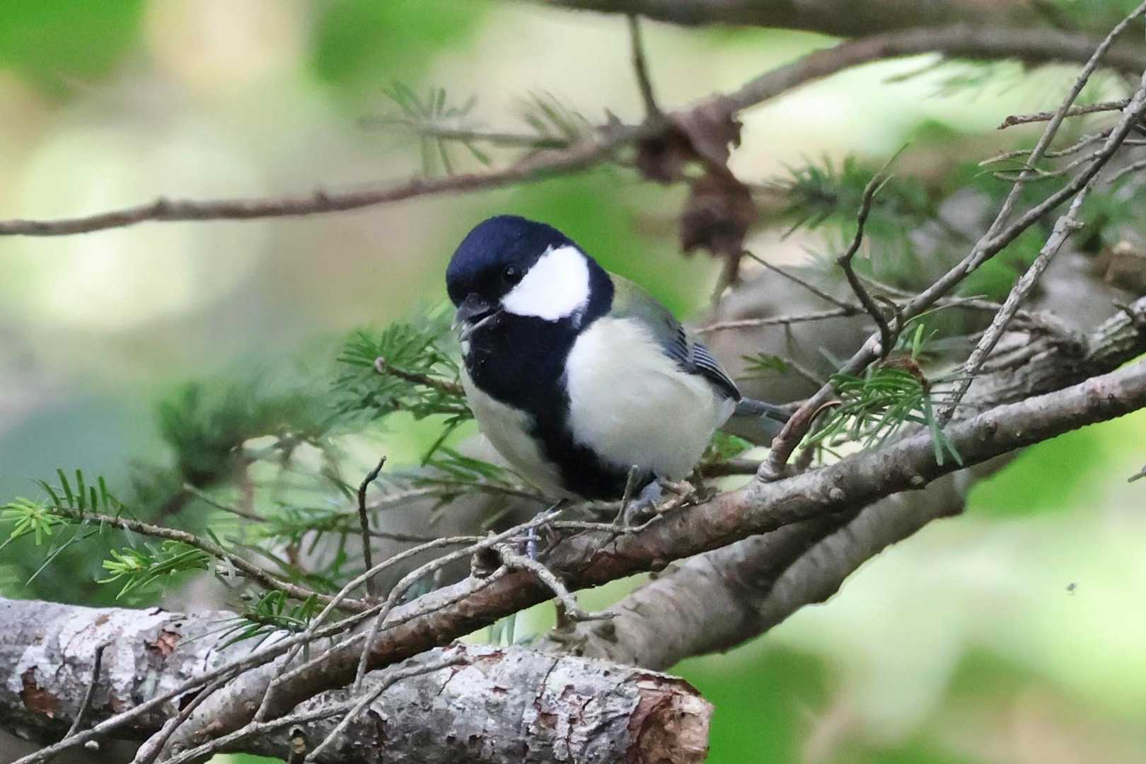 🐧「森は危険じ ゃ！森脇健児!」

　あんたそれが言いたかったのね💦
　夢が森森・って話題が古っ‼️
