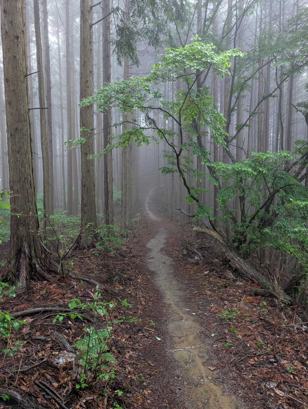 ところどころ驟雨に見舞われつつ、幻想的な道を進みます
