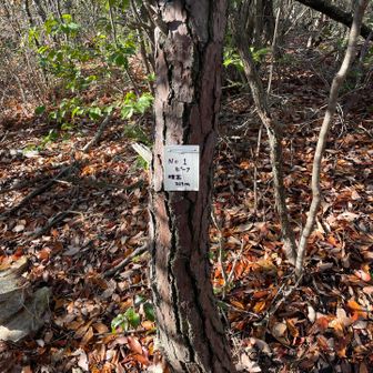 各務原アルプス（関南アルプス）・八木三山 第一ピーク