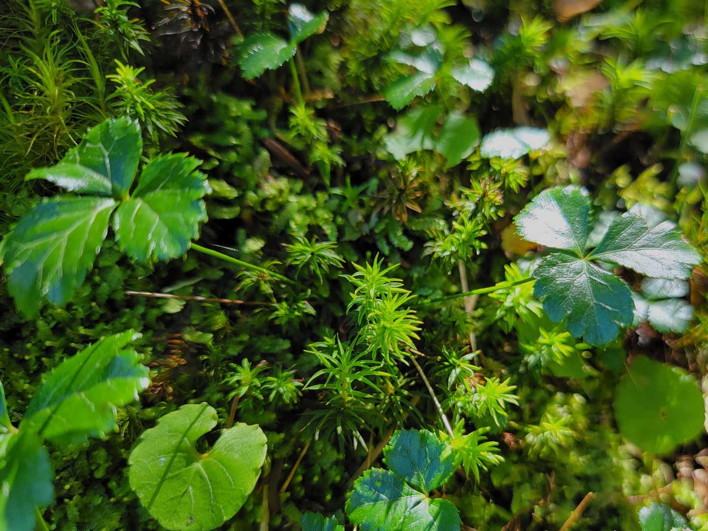 苔と葉っぱのコラボ🌿テラリウムだね✨