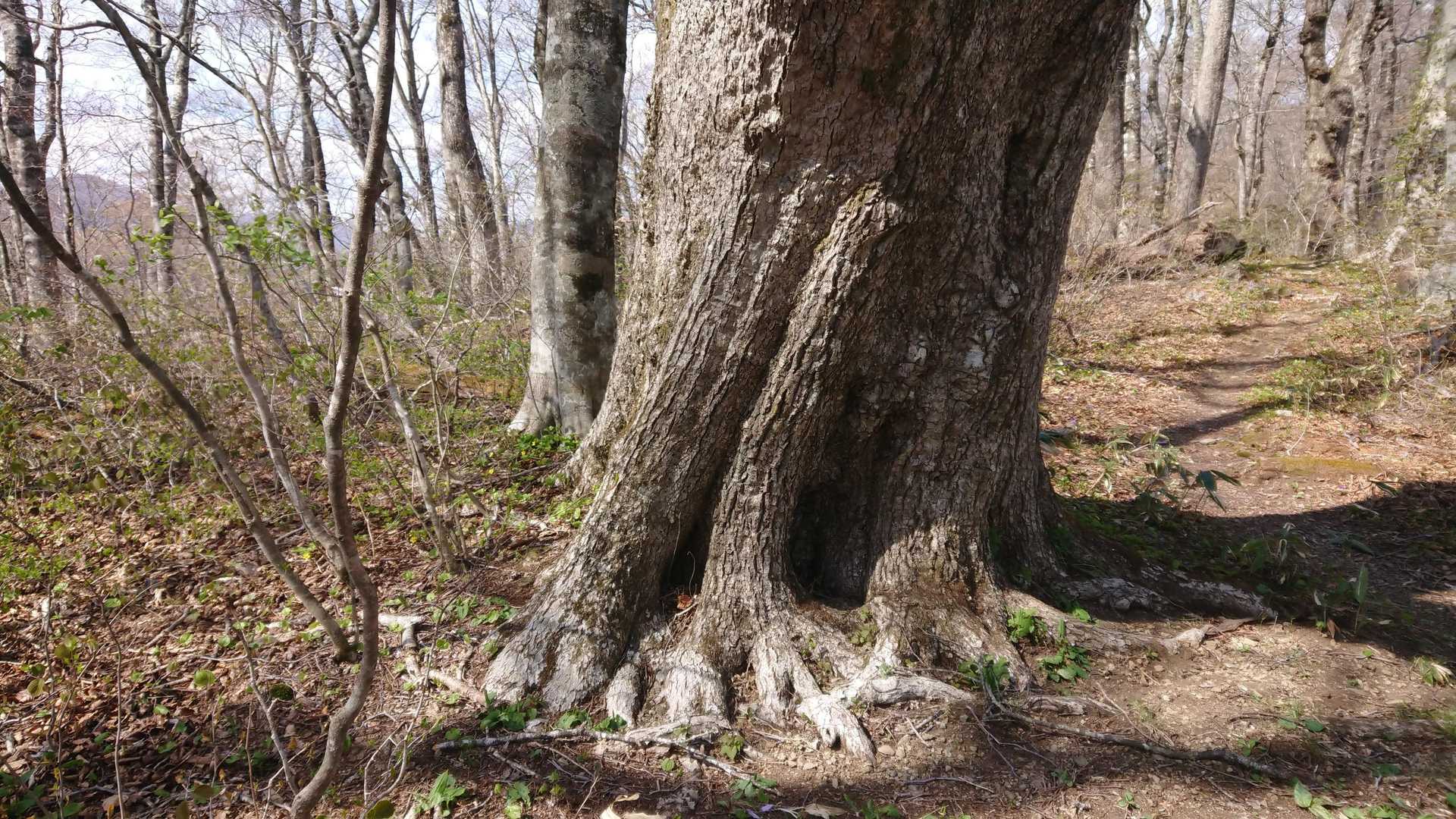 蛤山１の巨木かな？もうじき枯れて傍の木に世代交代しそうです