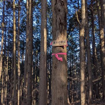 外れたところにある富士小屋山。単調な尾根歩きのアクセントに良い