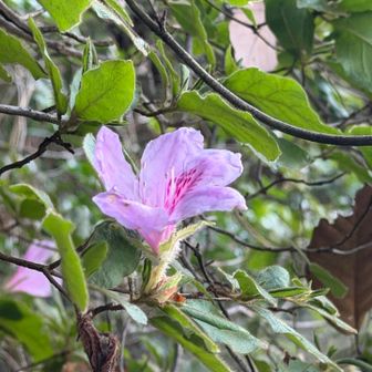 ツツジが咲いている所がありました🌸