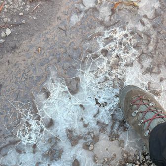 今年お初のバリバリ🤩