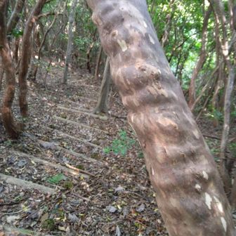 ムッキムキやで～のカゴの木🌳
