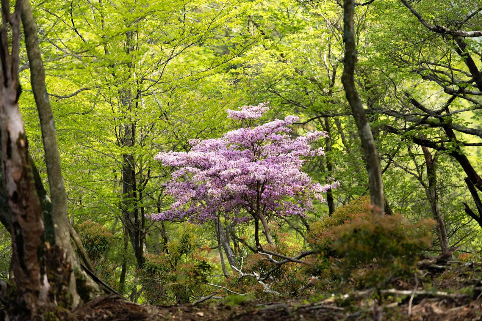 このミツバツツジさんが、今回一番の花盛りでした。