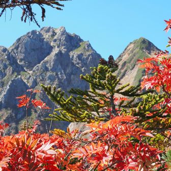 ナナカマドの紅葉