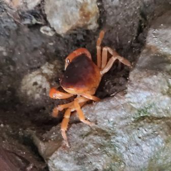 カニさん🦀
雨で画になる写真がないからキミをカバー画像にしてあげるよ😊
