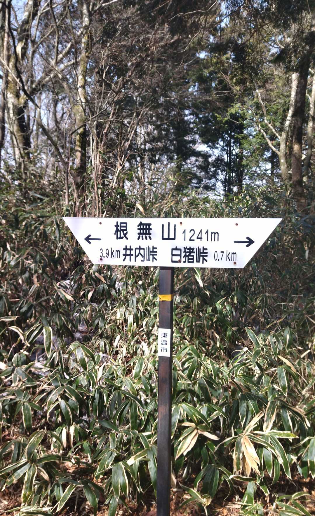 根無山の写真
