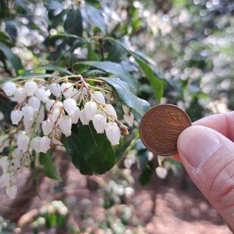 ちっちゃい😲。
10円玉との比較。