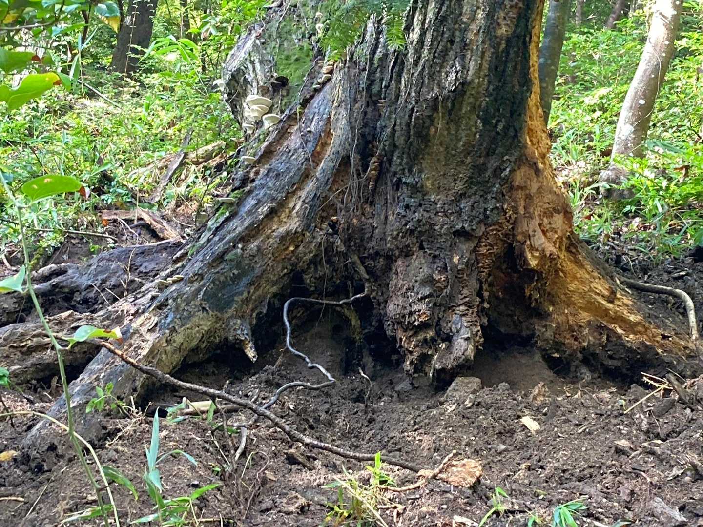 根っこがダメになったのかな？