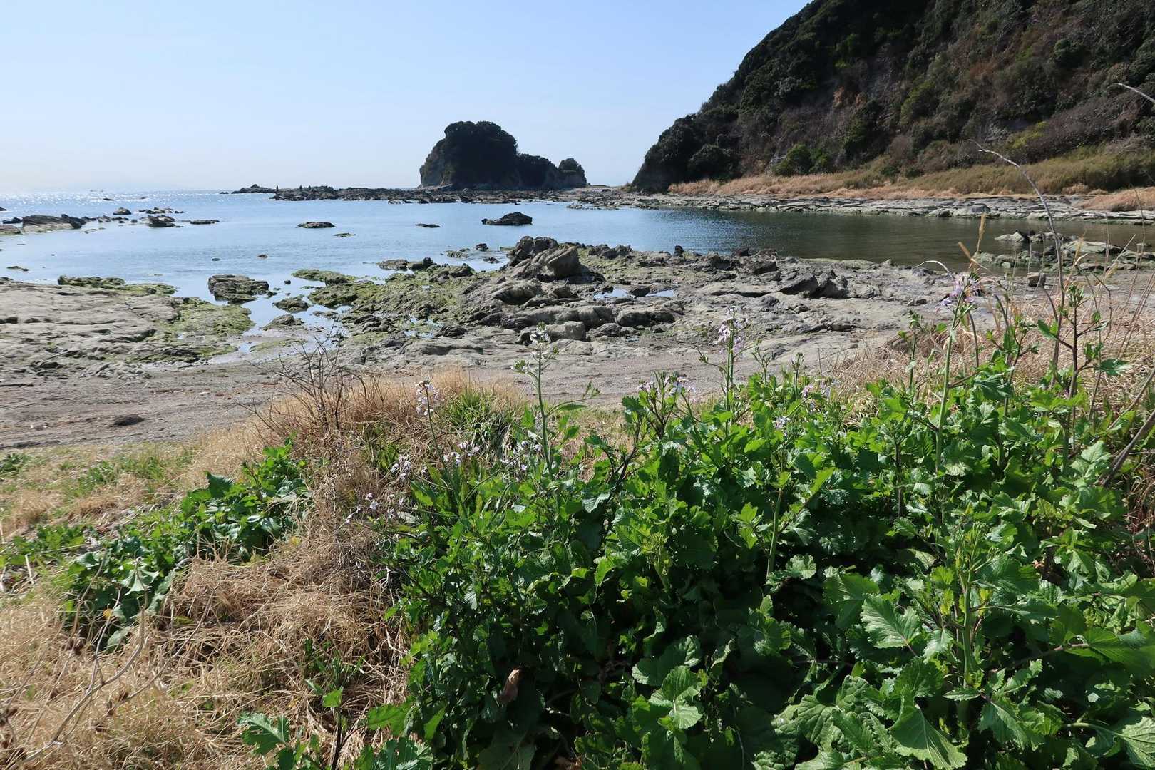 海岸にムラサキハナナ。奥に見えるのが浅間山