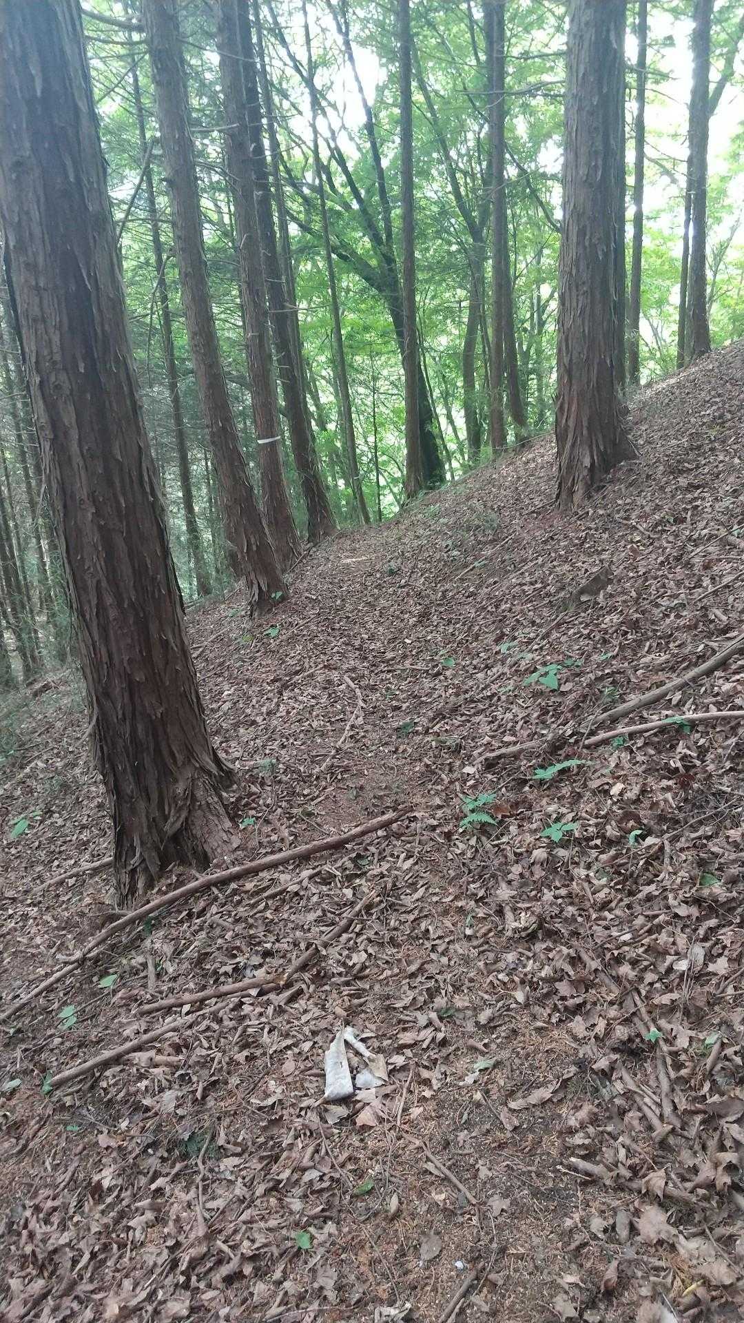 道なき道、急登直登、いつの間にか冷たい強風(汗)
破線ルートには微かに人が通った跡があるだけ…