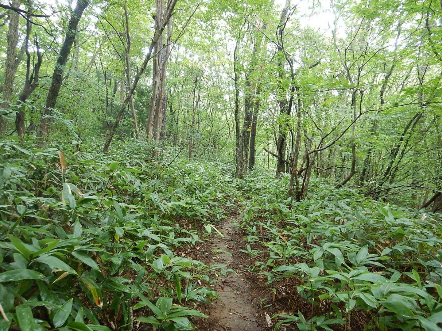 臥龍山登山口-臥龍山 縦走コースの写真