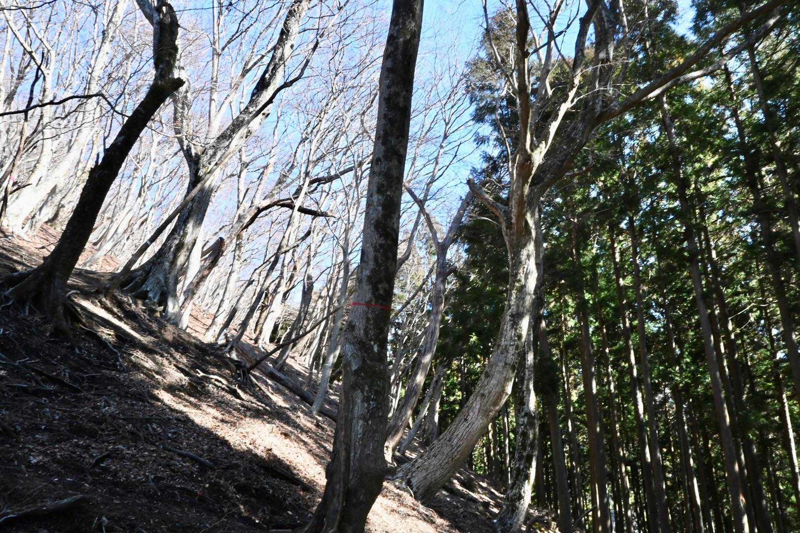 杉林を抜けて、落葉樹の林へ。