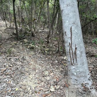 この傷は何？熊？
と思い帰ってから調べてみた。
たぶん鹿。
鹿が樹皮に角をこすりつける「鹿の角研ぎ」の跡のようです。
ちなみに、熊の爪痕は４本の傷が並行し、短めの跡が残るのが特徴らしい。