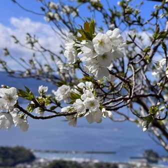 ここの桜は大島桜