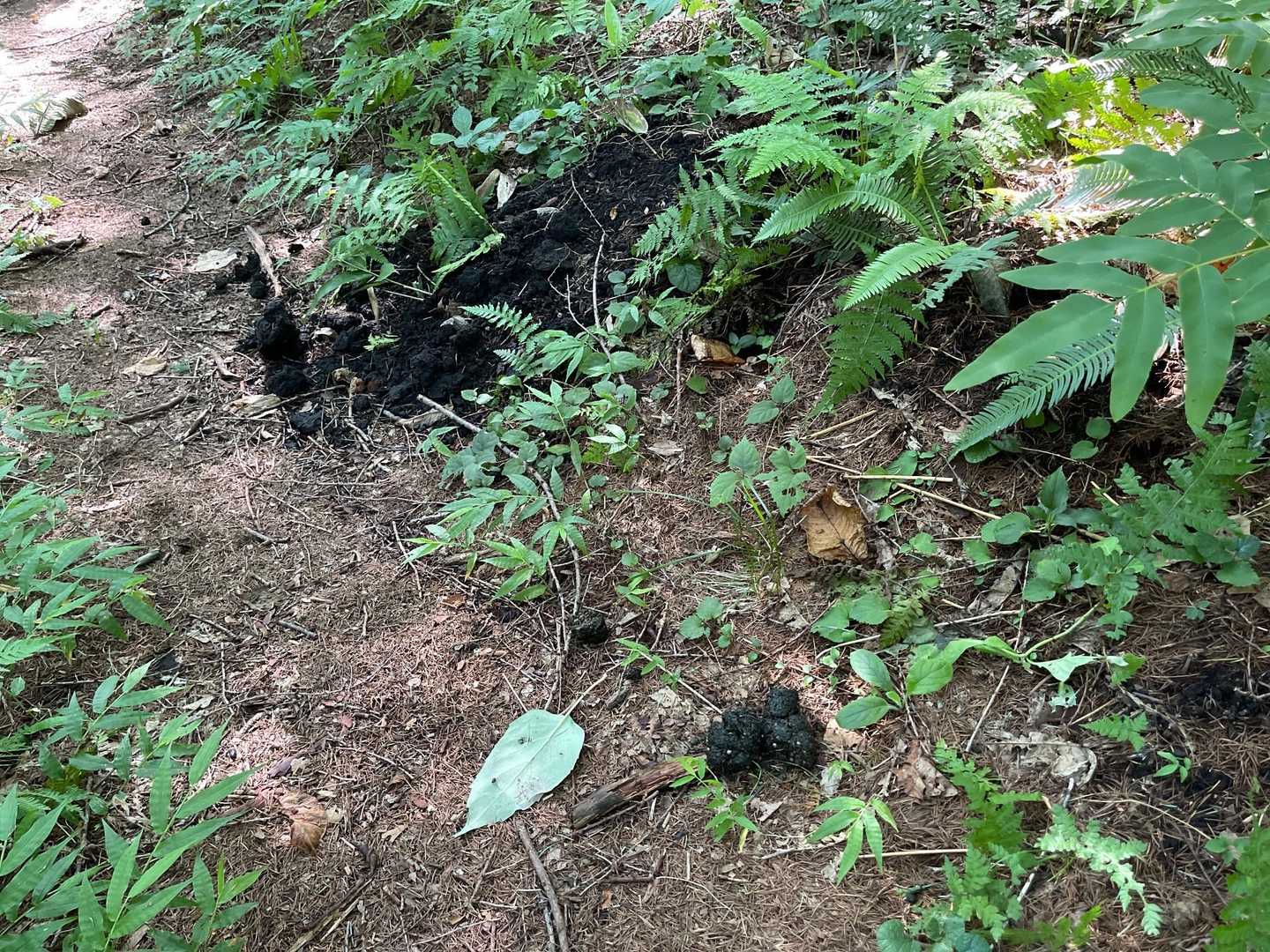 黒姫山 往復コースの写真