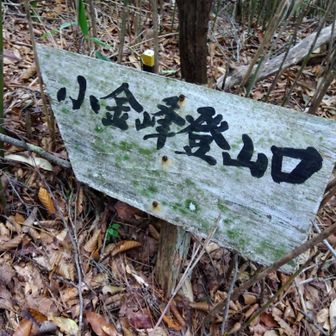 ここから山頂まで、少し急登🥾