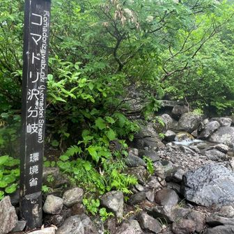 コマドリ沢分岐

ようやくここまで下りてきたけど、登山口はまだ先
なかなかにして長い道のり…

ここでひと休みしてレインウェア上下を脱ぐ
気温は高くなくても汗はかくので、沢水で顔を洗うと冷たくて気持ちいい