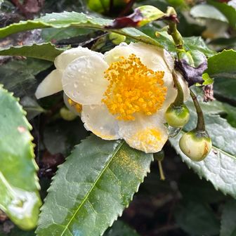 龍石寺のお茶の花