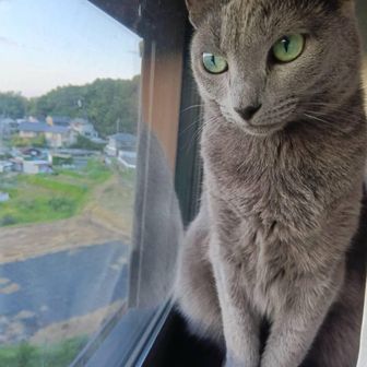 釣猫ベル