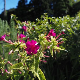 オシロイバナ（白粉花）