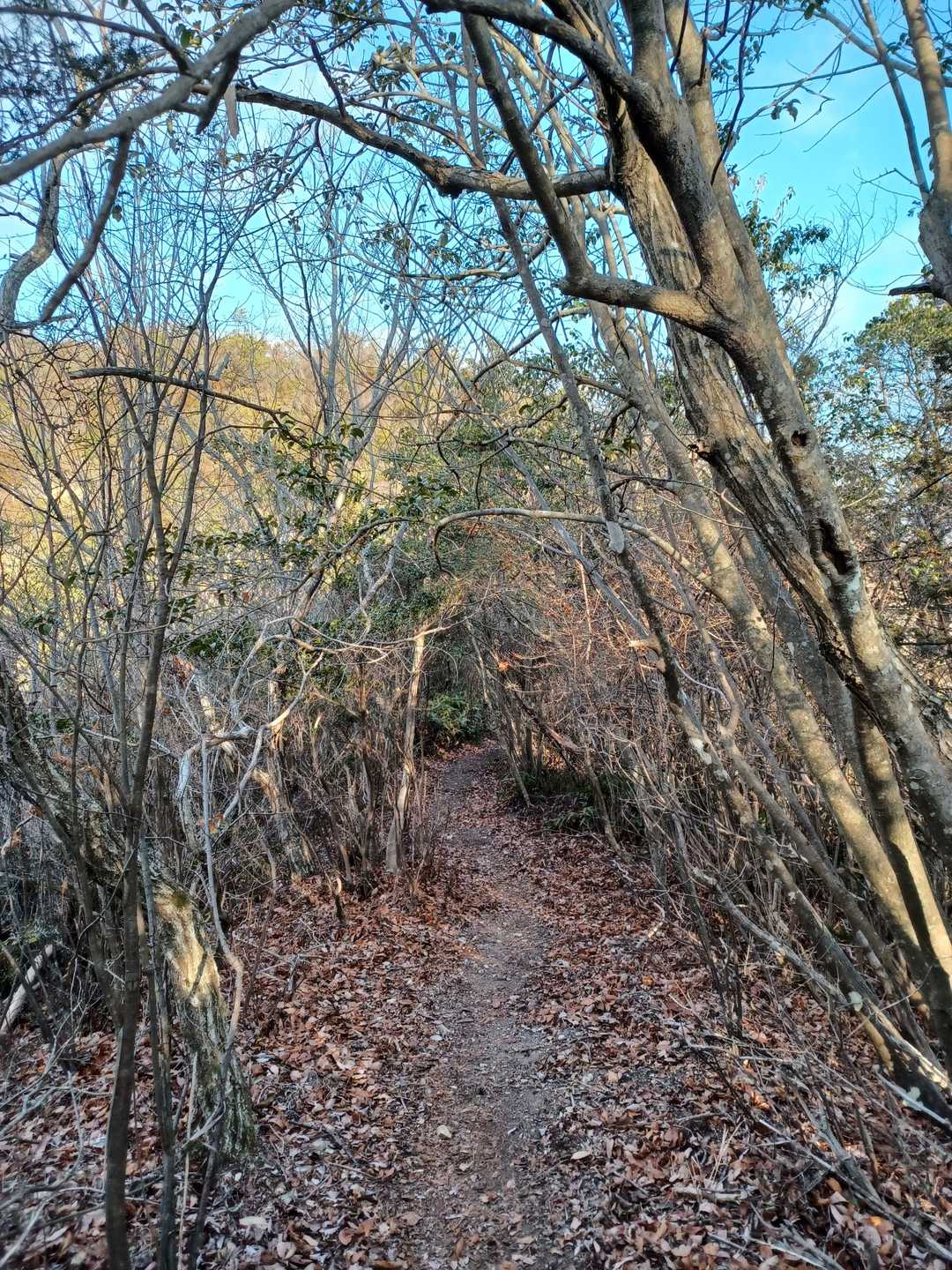 今日はお山に集中します。
