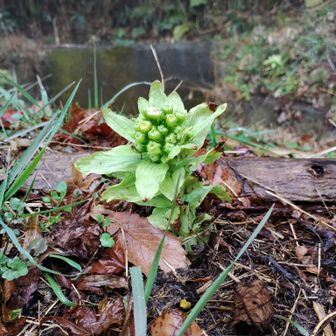 生駒山・神津嶽・大原山 フキノトウ