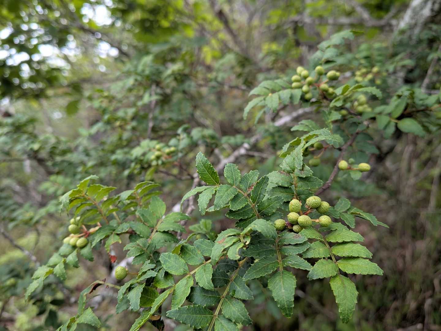 道中は時々山椒の木を見かけました。見かけたら葉っぱに触れて香りを楽しむのも良い気分転換になりました。