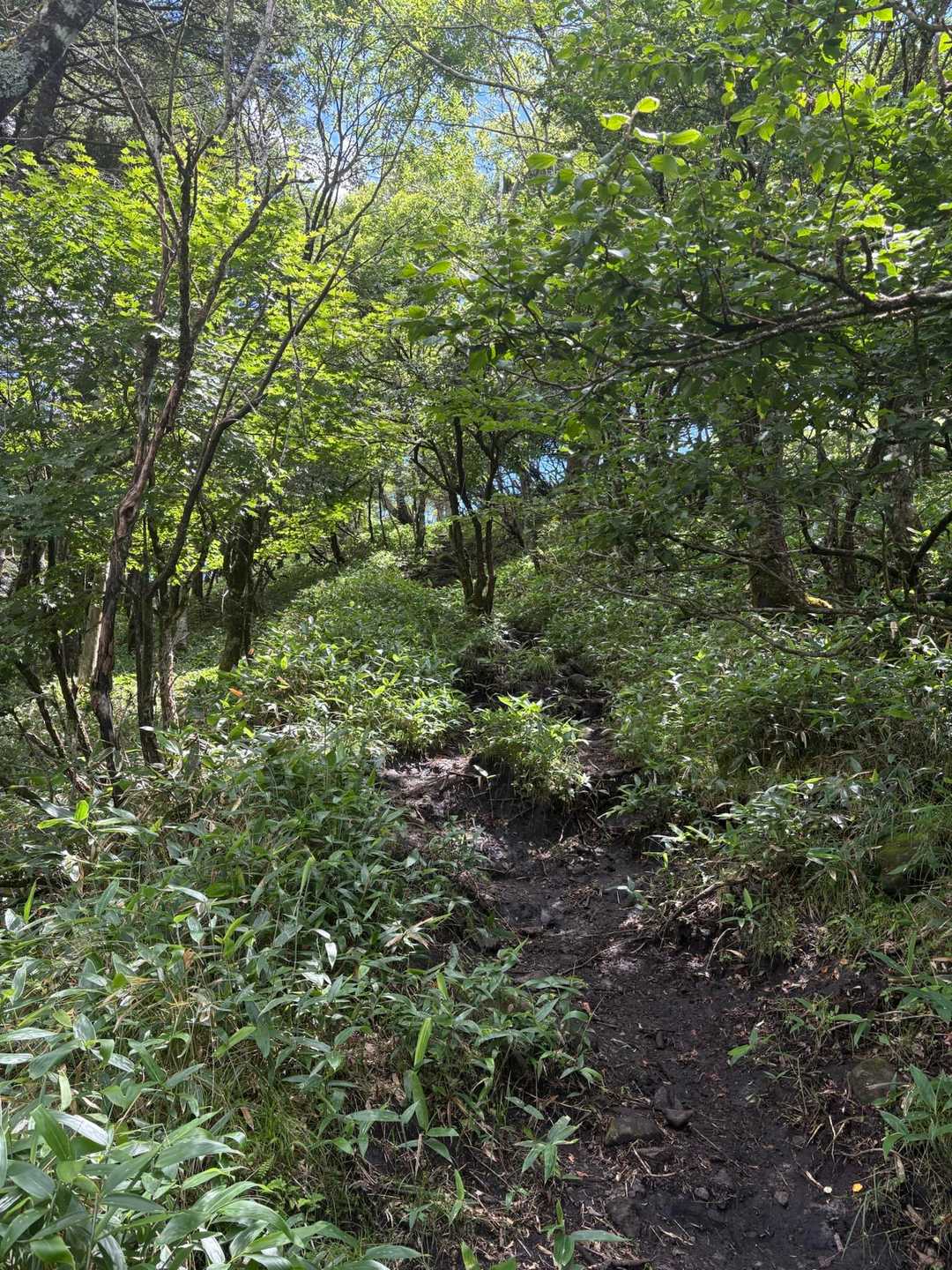 分岐で野田峠のほうに歩いてみます✨
緩やかに下っていきます…😓