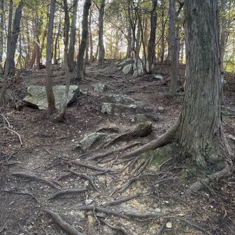 めちゃ登りやすい道