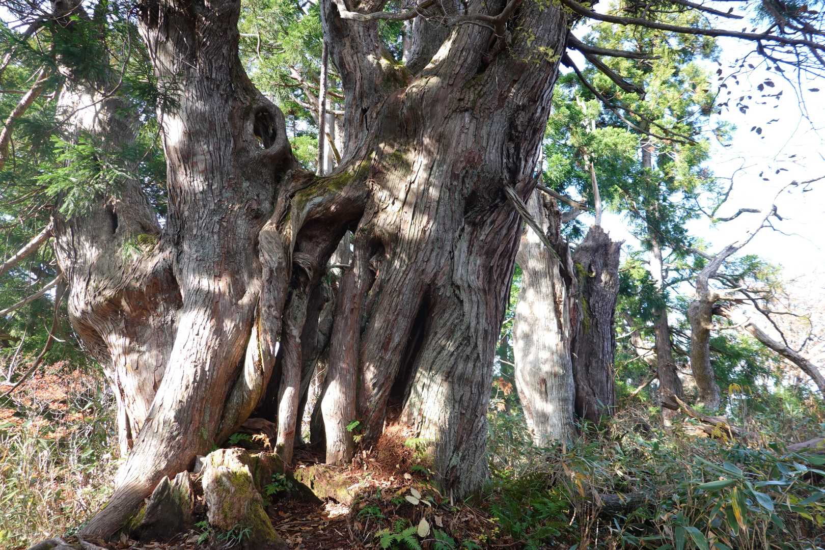 中山登山口-中山-剱岳早月尾根登山口 縦走コースの写真