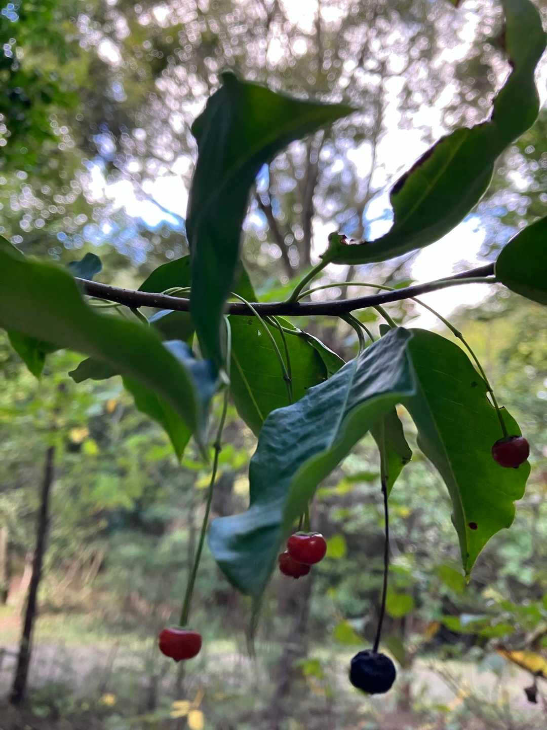 さくらんぼみたいなソヨゴの実🍒