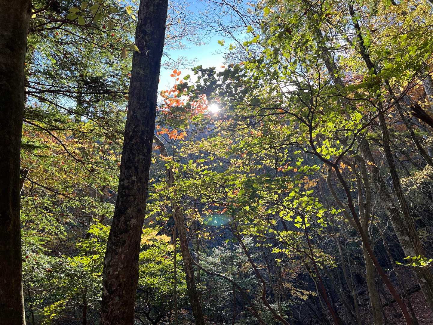 神原登山口-国観峠-祖母山 往復コースの写真