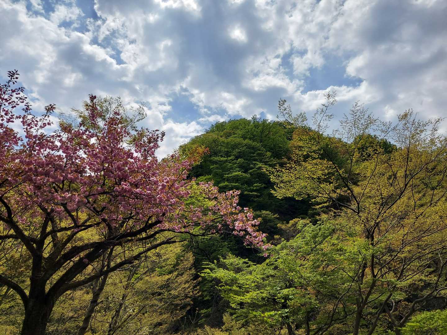 経ヶ蔵山 往復コースの写真
