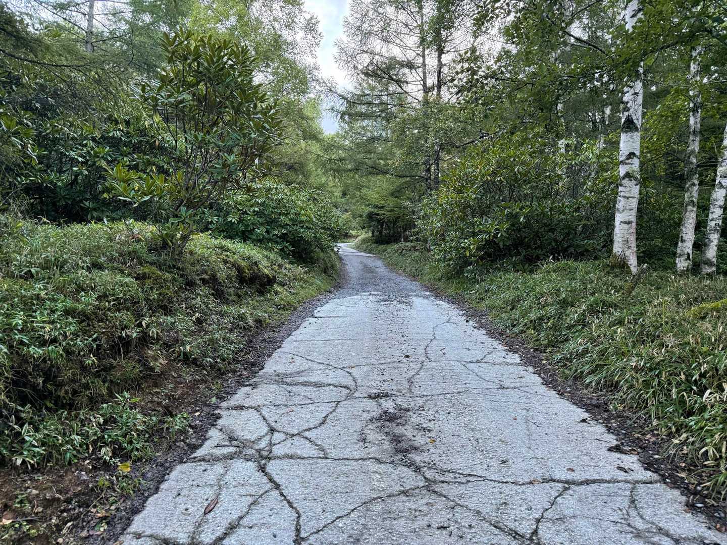 しばらく舗装路