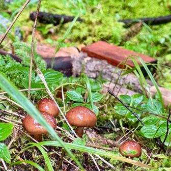 🍄‍🟫🍄‍🟫🍄‍🟫🍄‍🟫