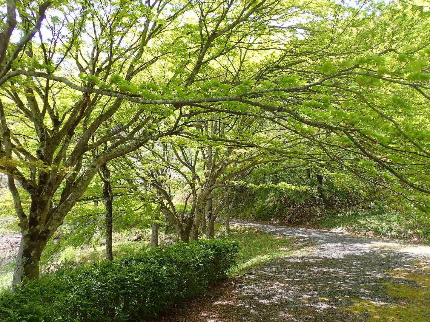 半田山 往復コースの写真