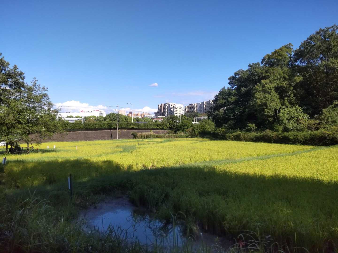 いたかの棚田🌾