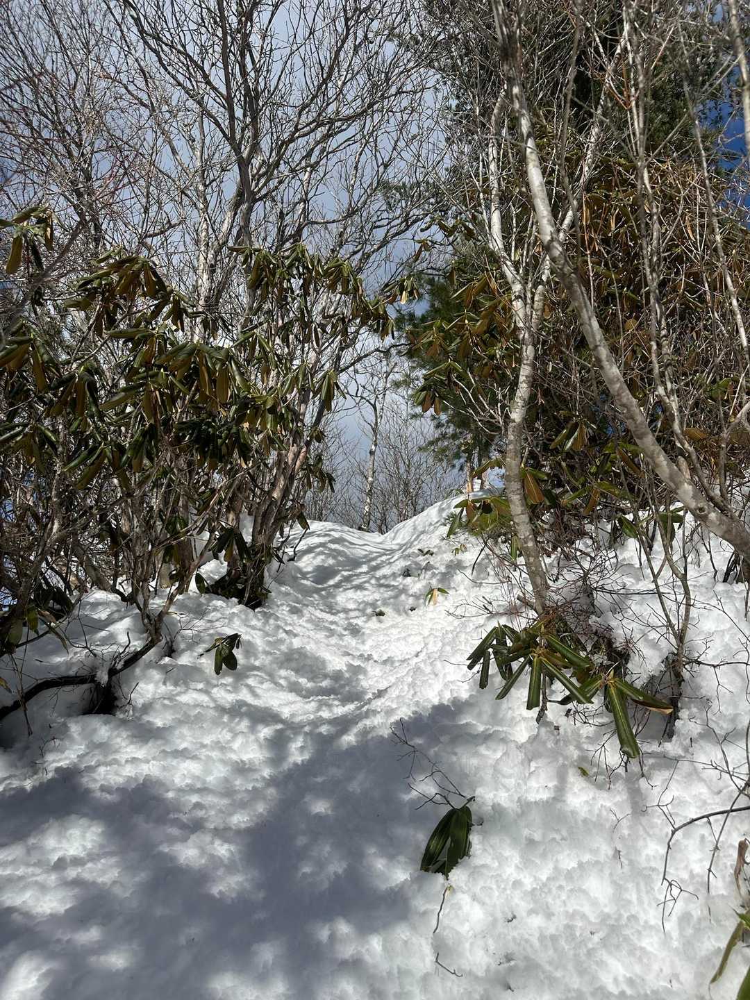 積雪多くて進まないので
スノーシュー装着。
もっと早く履けばよかった