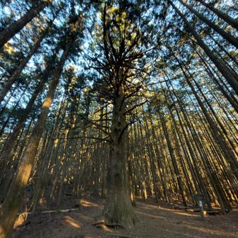 大杉もご無沙汰
