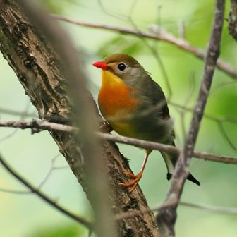 ソウシチョウさん
最近めっちゃ多い気がする…
繁殖力ハンぱない？