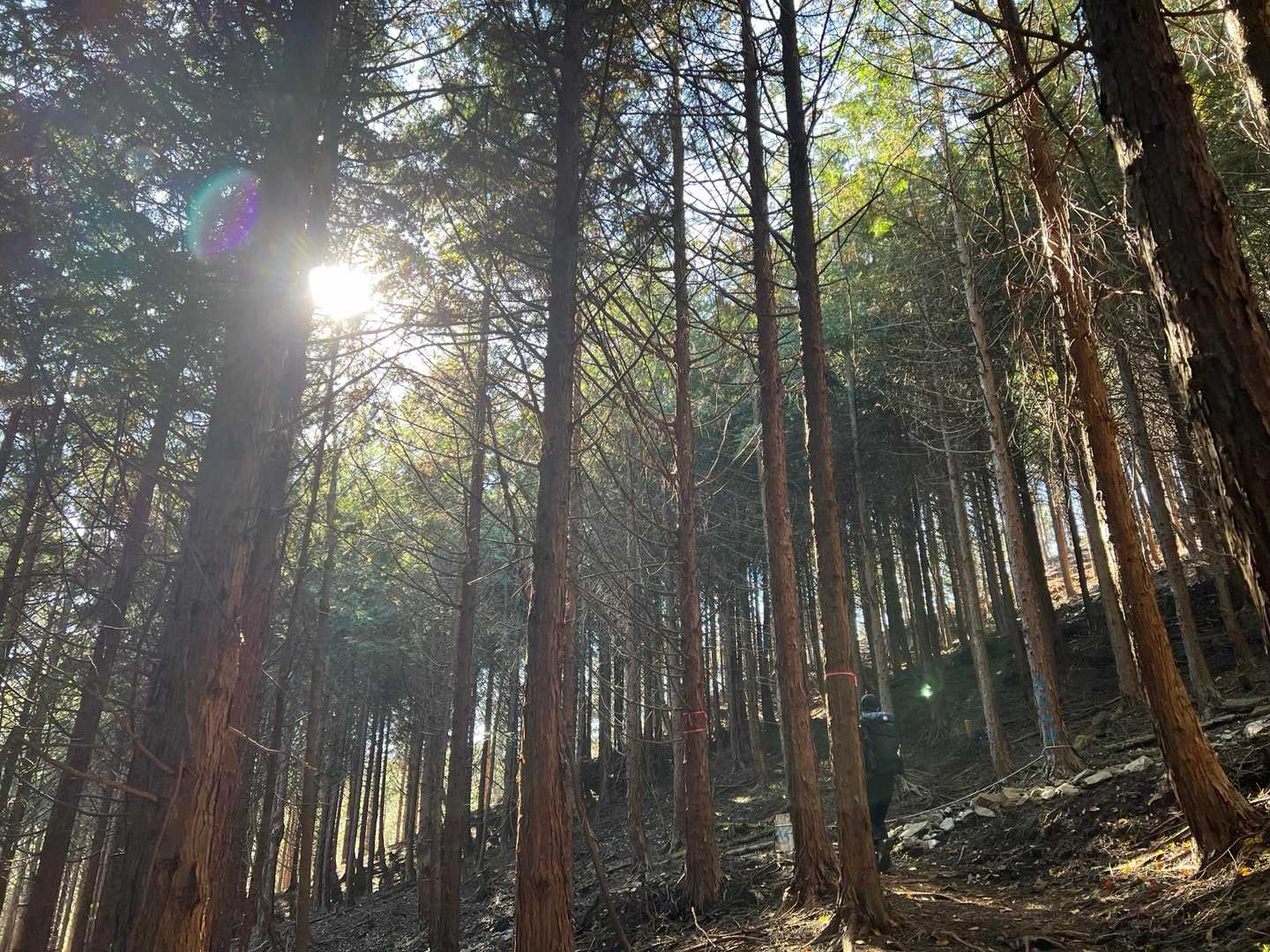 鶴峠-奈良倉山-松姫峠-鶴寝山-大マテイ山 縦走コースの写真