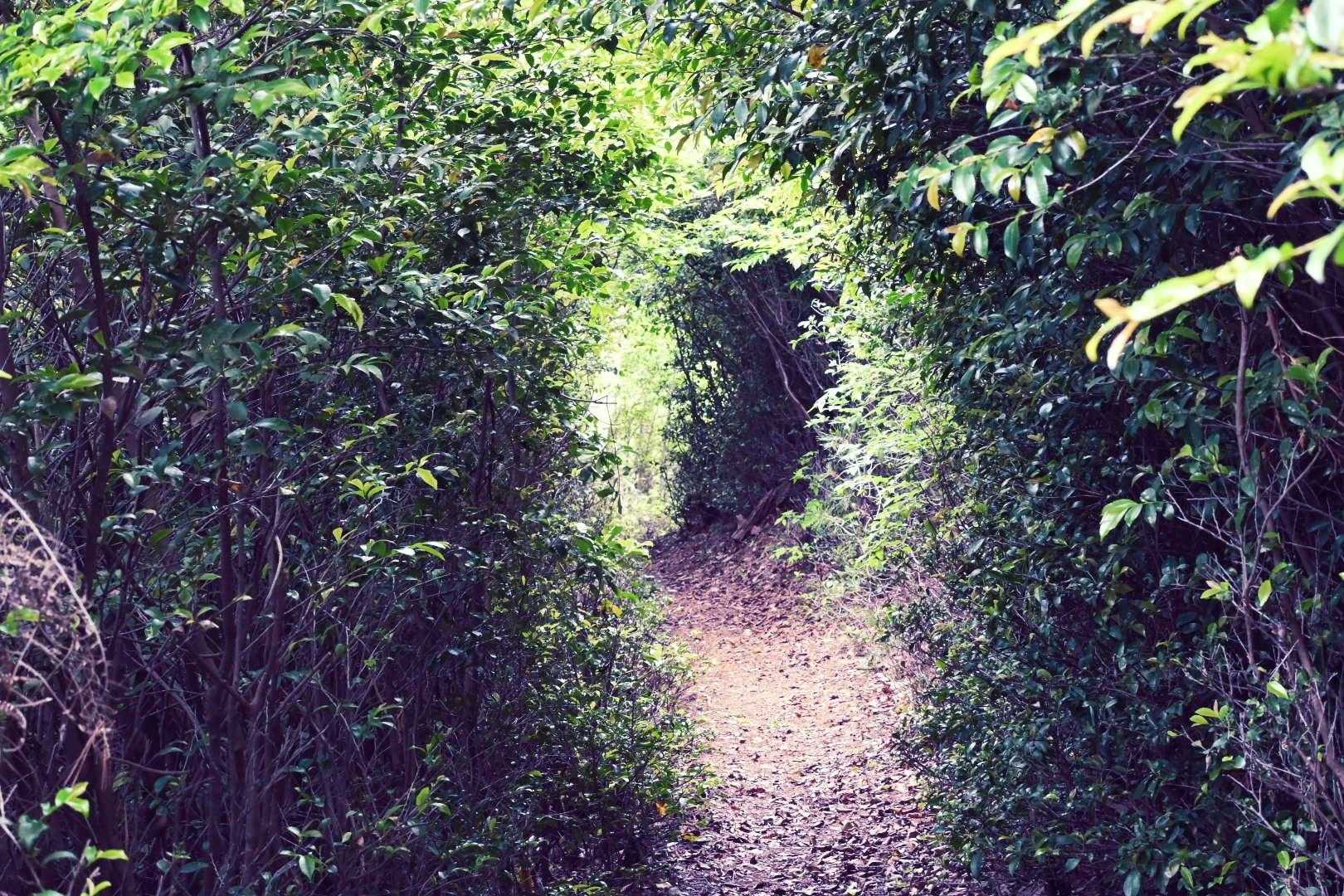 羽沢 往復コースの写真