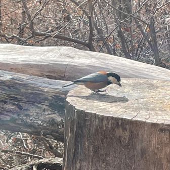 ヤマガラのピーちゃん ♡
逃げないから人慣れしてるのかな